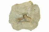 Hooked White Shark Tooth Fossil on Sandstone - Bakersfield, CA #238321-1